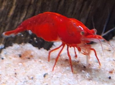 Shrimp and moss