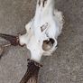 sika antlers Image 5