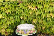 Majolica style bowl