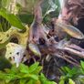 Crayfish / fish Image 4