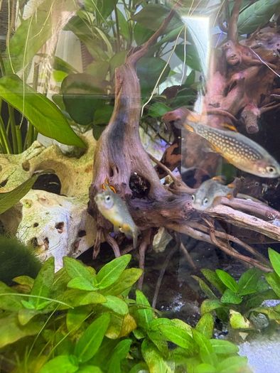 Crayfish / fish