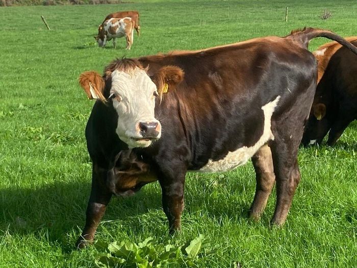 17 Fleck cross in Calf Heifers for Sale