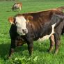 17 Fleck cross in Calf Heifers for Sale Image 4