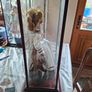 Collector's Porcelain Doll, In A very Large Mahogany Display Case, PRICE IS FOR 1 ONLY these came from a Pub contents, Image 4