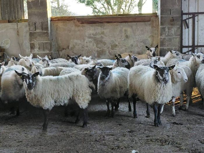 Ewe lambs Hoggot breeders.