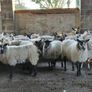 Ewe lambs Hoggot breeders. Image 8