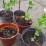 Red gooseberry plants (thorny) Image 2