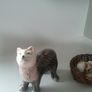 Three Cute Cats Image 2