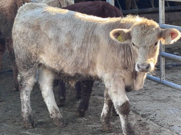 6 top quality suckler bred bull Weanlings for sale