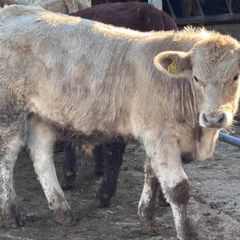 6 top quality suckler bred bull Weanlings for sale