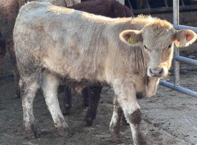 6 top quality suckler bred bull Weanlings for sale