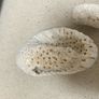 Coral Natural lot of three Image 6