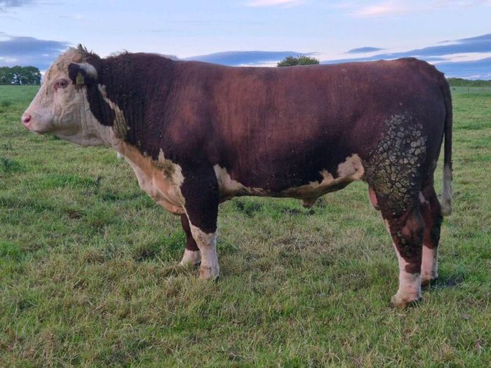 Hereford bull