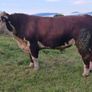 Hereford bull Image 5