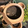 terracotta herb pot Image 2