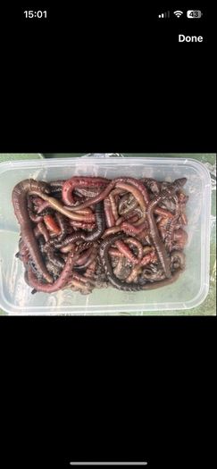 Live & frozen baits