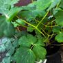 Aquilegia Image 3