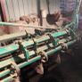 Armer Beet sower Image 3