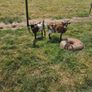 Female Pygmy Goats Image 4