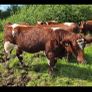 Pedigree Shorthorn Heifers Image 9
