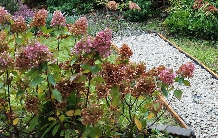 Mature Hydrangea Plant in a Pot