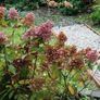 Mature Hydrangea Plant in a Pot Image 7