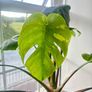 Monstera Thai- Constellation Image 3