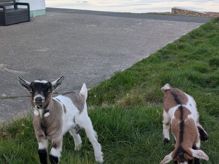 2 half pygmy kid goats for sale