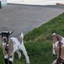 2 half pygmy kid goats for sale Image 3