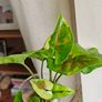 Syngonium Brown Lava rooted plant Image 7