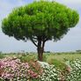 Pine trees , pinus pinea , stone pine Image 4
