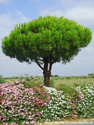 Pine trees , pinus pinea , stone pine