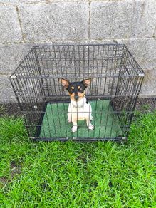 dog crate
