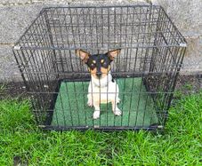 dog crate