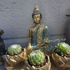 indoor plant