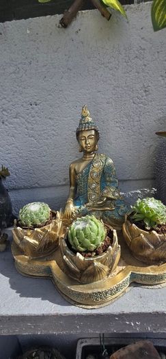 indoor plant