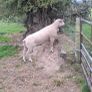 Purebred Registered Charolais Hogget Rams Image 7