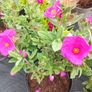 plants Image 4