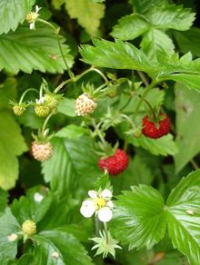 15 Wild Strawberry / Alpine Strawberry Bare Root Plants