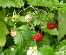 15 Wild Strawberry / Alpine Strawberry Bare Root Plants