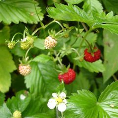 15 Wild Strawberry / Alpine Strawberry Bare Root Plants