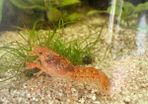 Crayfish / fish