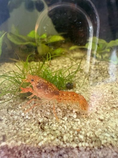 Crayfish / fish