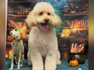 dog grooming Image 2