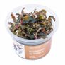Aqua-Art Bucephalandra, Anubias ect aquarium in vitro plants Image 6