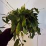 hoya gracilis plant Image 3