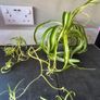 Spider Plant's Image 9