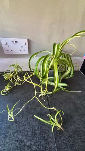Spider Plant's