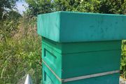 Poly National Hive with Established Colony