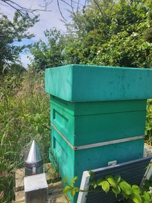 Poly National Hive with Established Colony
